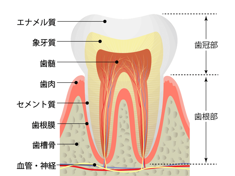 歯の構造図
